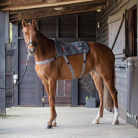 SANGLE ANATOMIQUE  Flex-on® Equestrian equipment